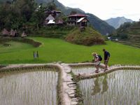 Na rýžových polích na ostrově Luzon, Filipíny 2011